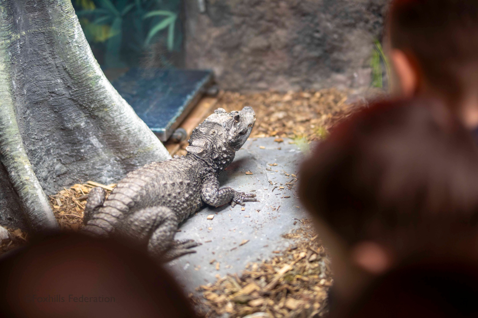 A crocodile relaxs.