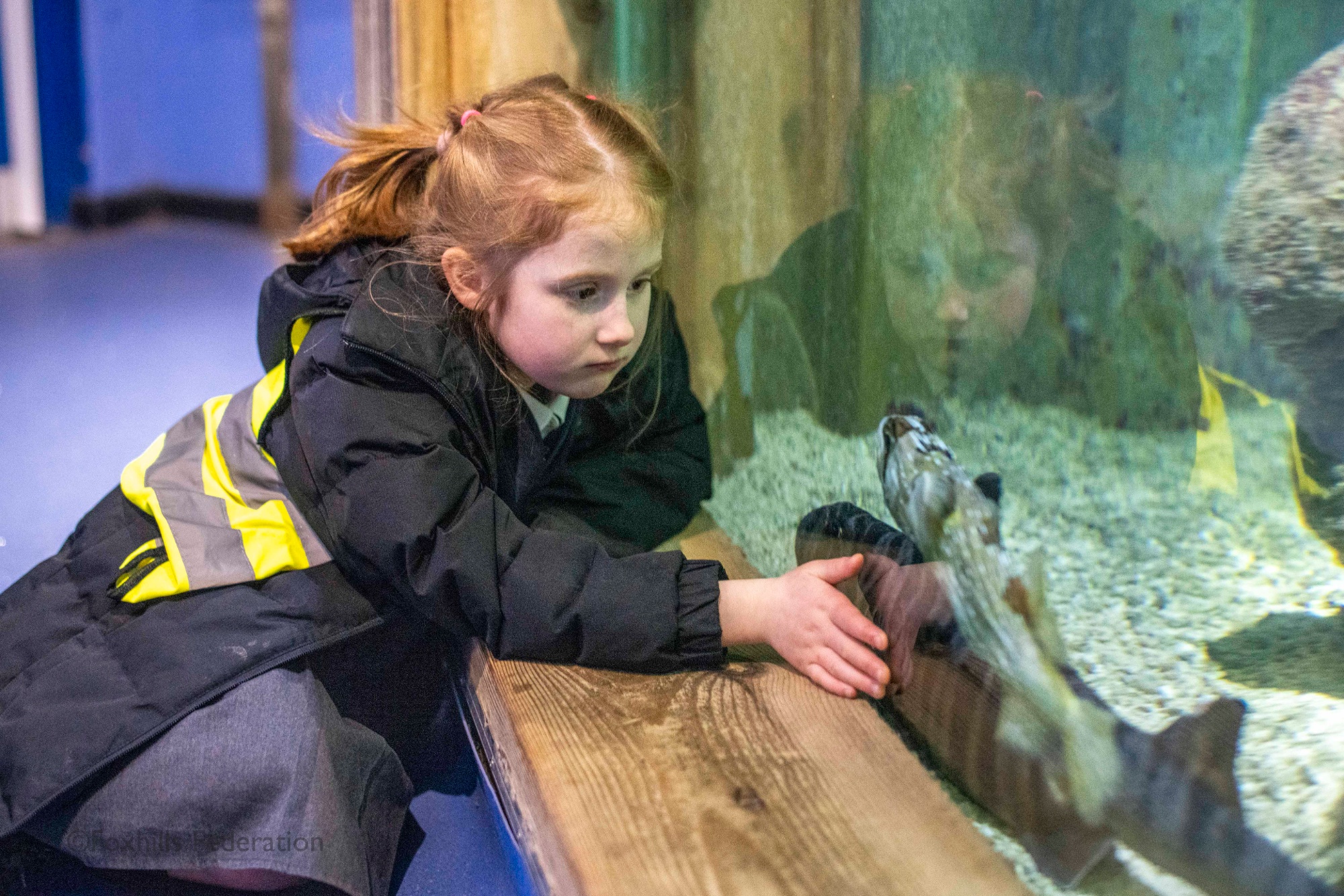 A girl reaches out to a fish in tank.